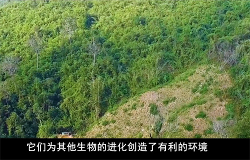 康沛諾-SEVENTY FIVE機(jī)能菌科普視頻